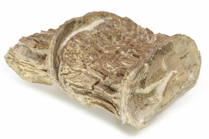 Fossil Xiphactinus (Cretaceous Fish) Vertebrae - Kansas #228308